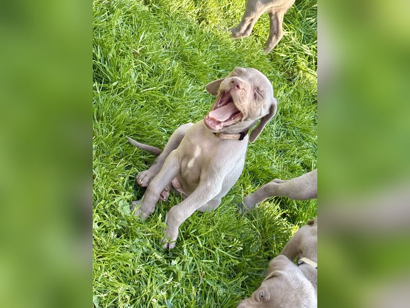 8 Reinrassige Weimaraner Welpen (Silber)
