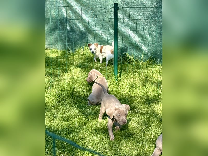 8 Reinrassige Weimaraner Welpen (Silber)