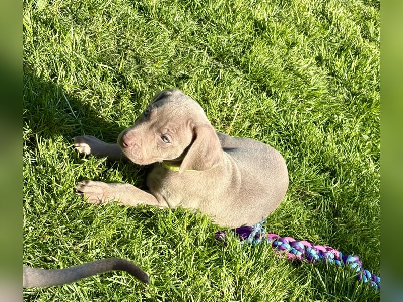 8 Reinrassige Weimaraner Welpen (Silber)