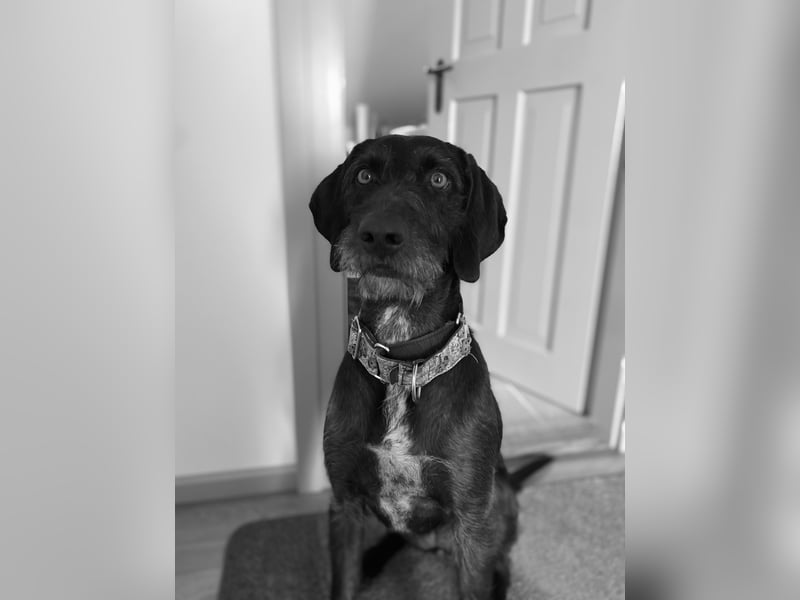 Wundervolle Weimaraner-Deutsch Drahthaar-Hündin (4 Jahre) sucht aktives Zuhause