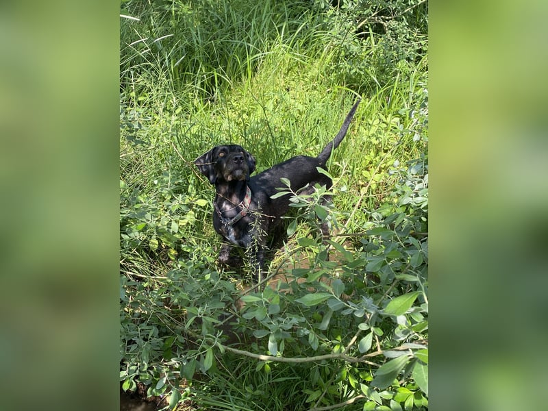 Wundervolle Weimaraner-Deutsch Drahthaar-Hündin (4 Jahre) sucht aktives Zuhause