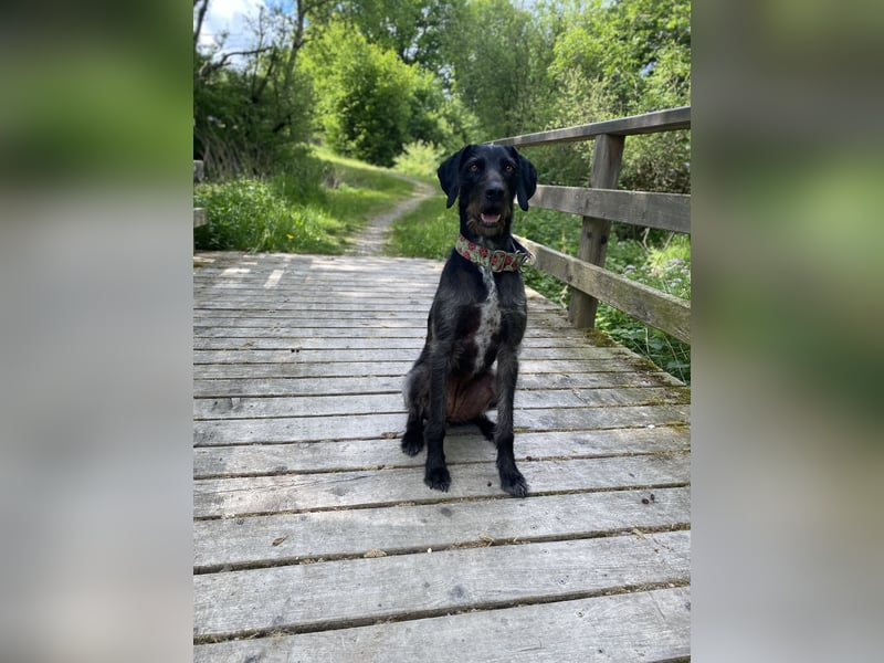 Wundervolle Weimaraner-Deutsch Drahthaar-Hündin (4 Jahre) sucht aktives Zuhause