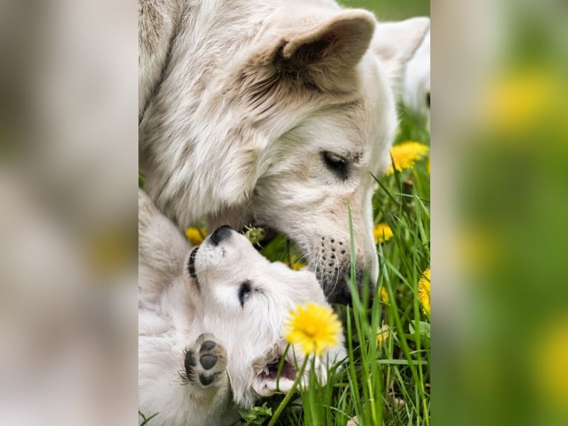 F-Wurf von Weißer Schweizer Schäferhunde von der Mecklenburger Seenplatte