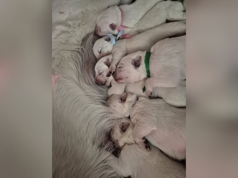 Weißer Schweizer Schäferhund FCI