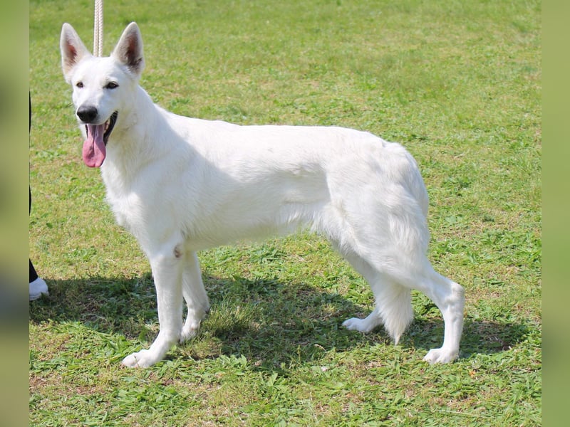 Weißer Schweizer Schäferhund FCI