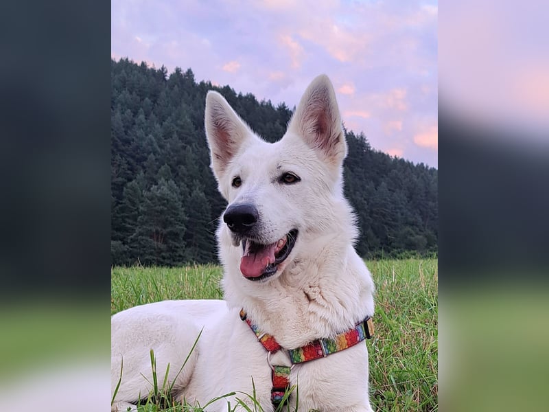 Weißer Schweizer Schäferhund FCI