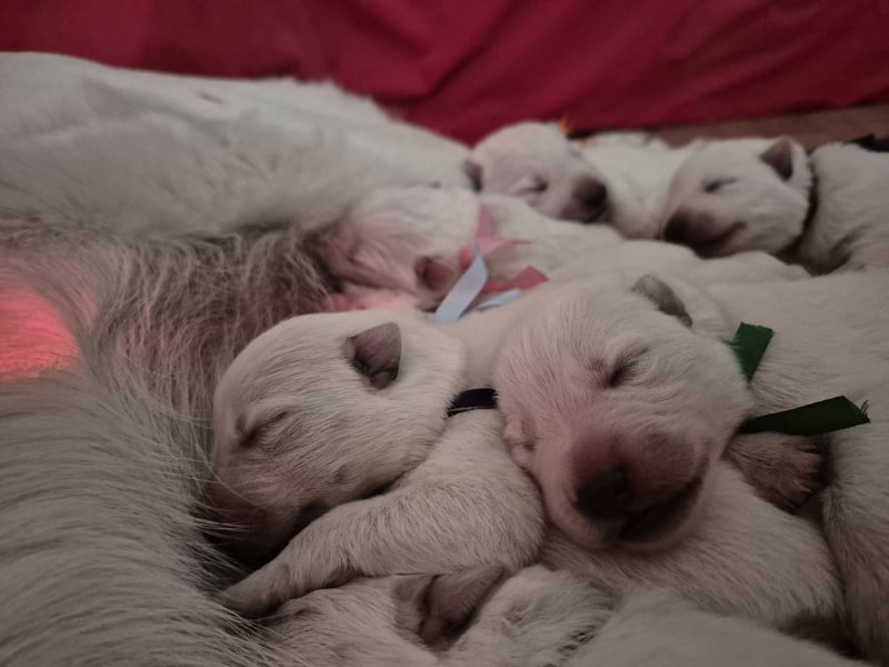 Weißer Schweizer Schäferhund FCI