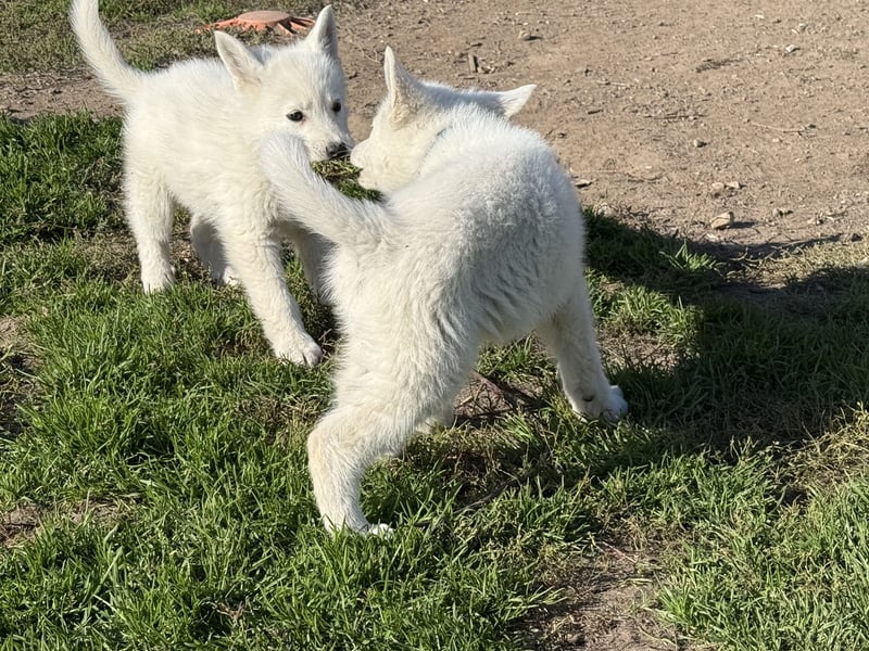 Weiße Schweizer Schäferhund Hündinnen