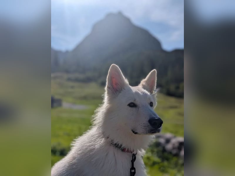 Weißer Schäferhund Deckrüde (sehr erfahren)