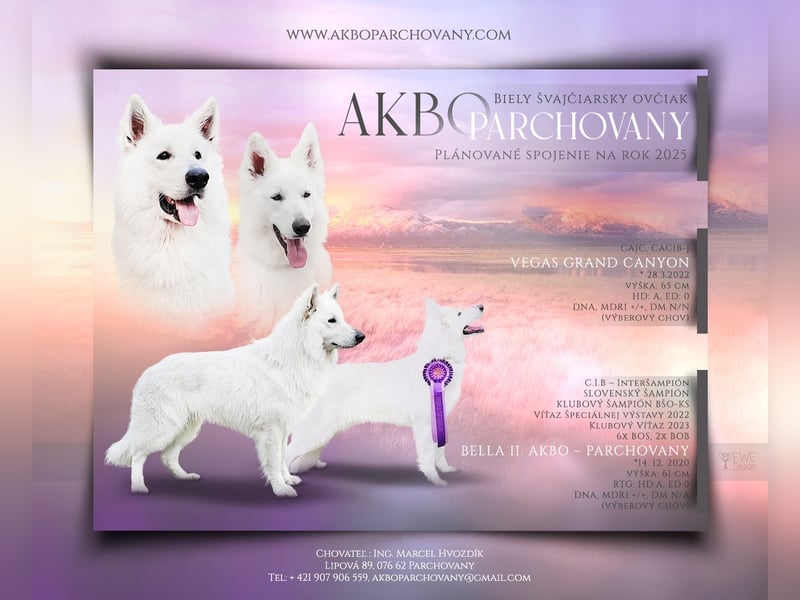 Weißer Schweizer Schäferhund / Welpen / Berger Blanc Suisse / puppies with FCI pedigree