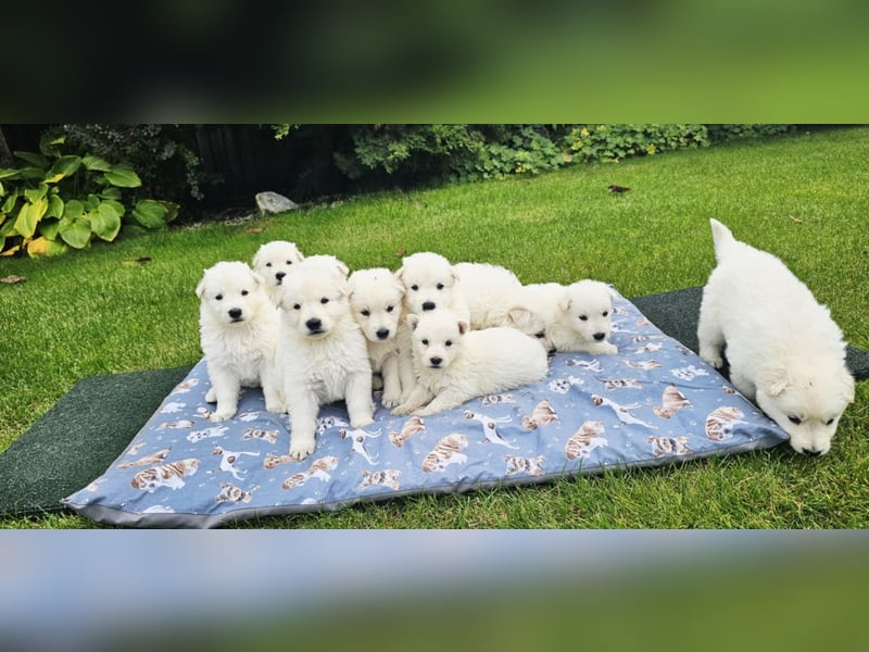 Weißer Schweizer Schäferhund / Welpen / Berger Blanc Suisse / puppies with FCI pedigree
