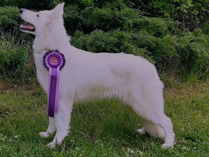 Weißer Schweizer Schäferhund / Welpen / Berger Blanc Suisse / puppies with FCI pedigree