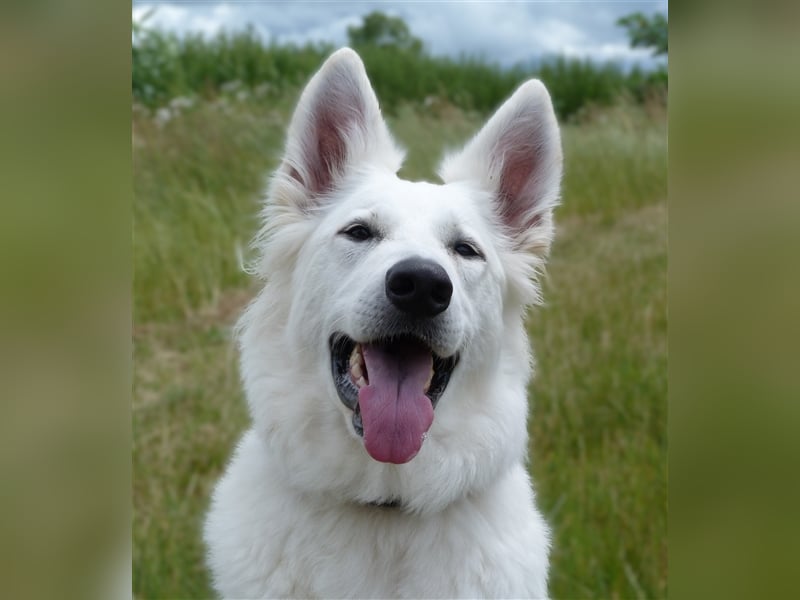 Weiße Schweizer Schäferhund Welpen aus einzigartiger Verpaarung