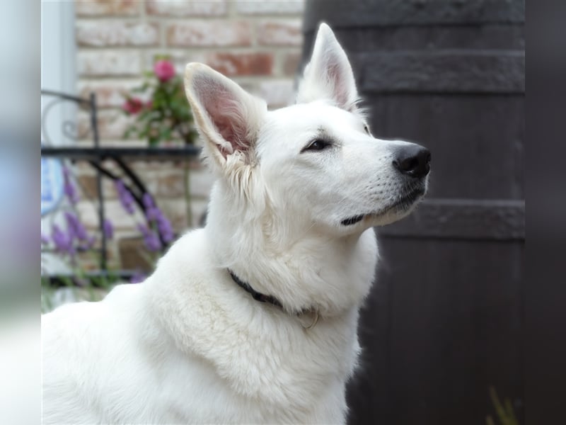 Weiße Schweizer Schäferhund Welpen aus einzigartiger Verpaarung