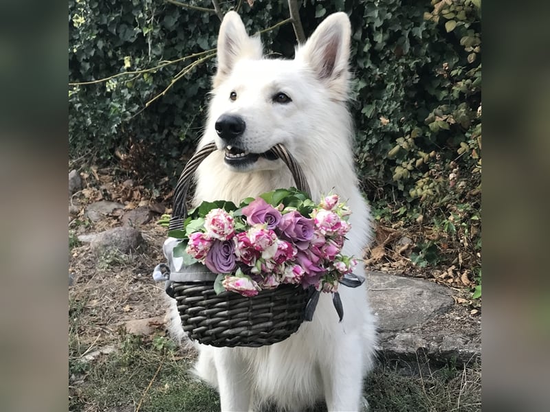 Weiße Schweizer Schäferhund Welpen aus einzigartiger Verpaarung