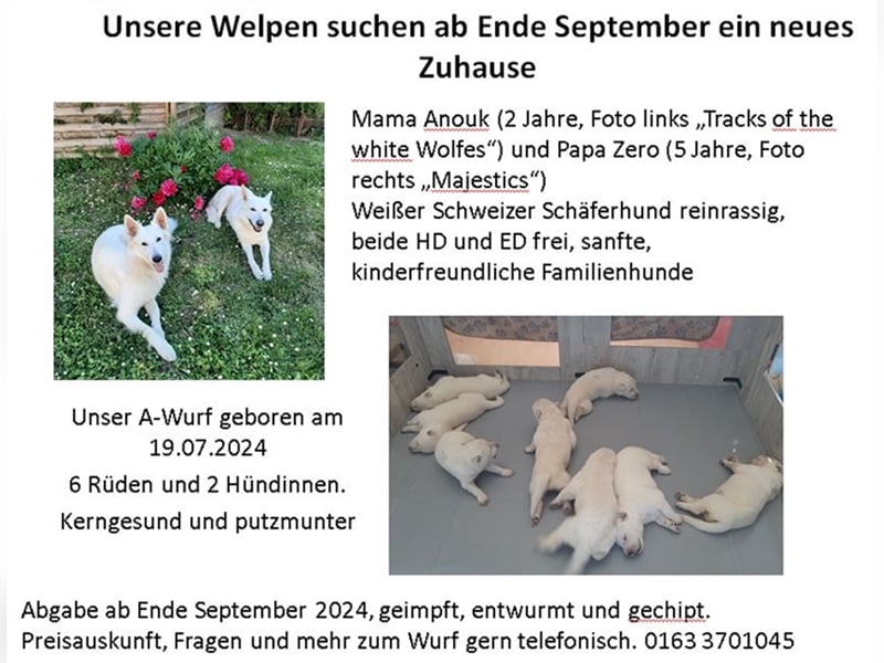 Weiße Schäferhunde