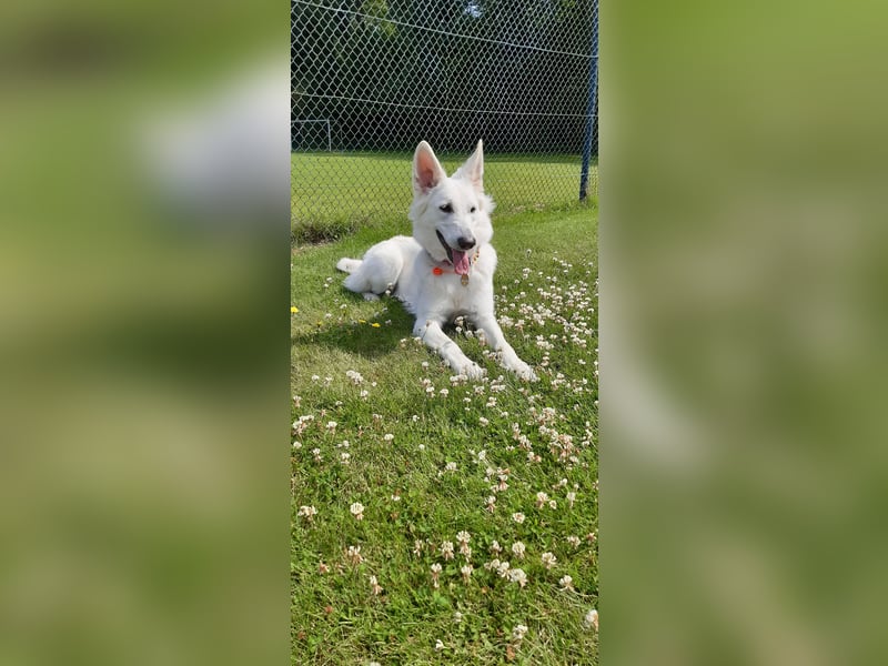 Wurfplanung Frühjahr 2026