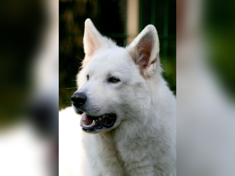 Weißer Schweizer Schäferhund Deckrüde