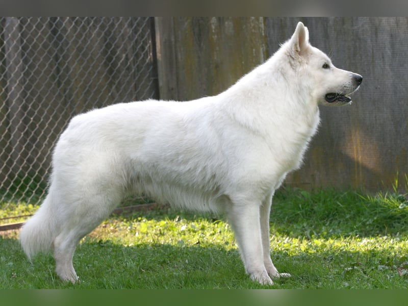 Weißer Schweizer Schäferhund Deckrüde