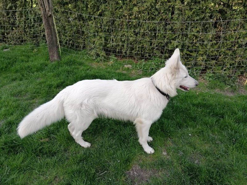 Weißer Schweizer Schäferhund Deckrüde