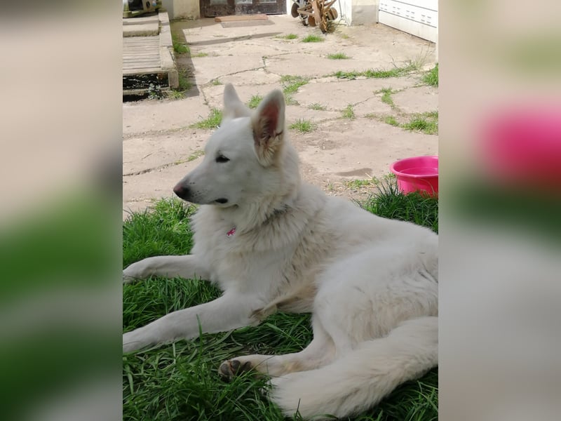 Weißer Schweizer Schäferhund Deckrüde