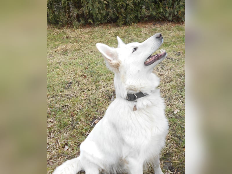 Weißer Schweizer Schäferhund Deckrüde