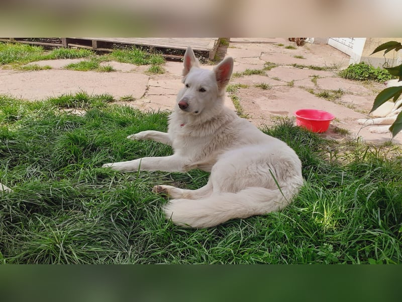 Weißer Schweizer Schäferhund Deckrüde