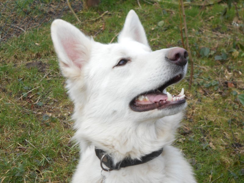 Weißer Schweizer Schäferhund Deckrüde