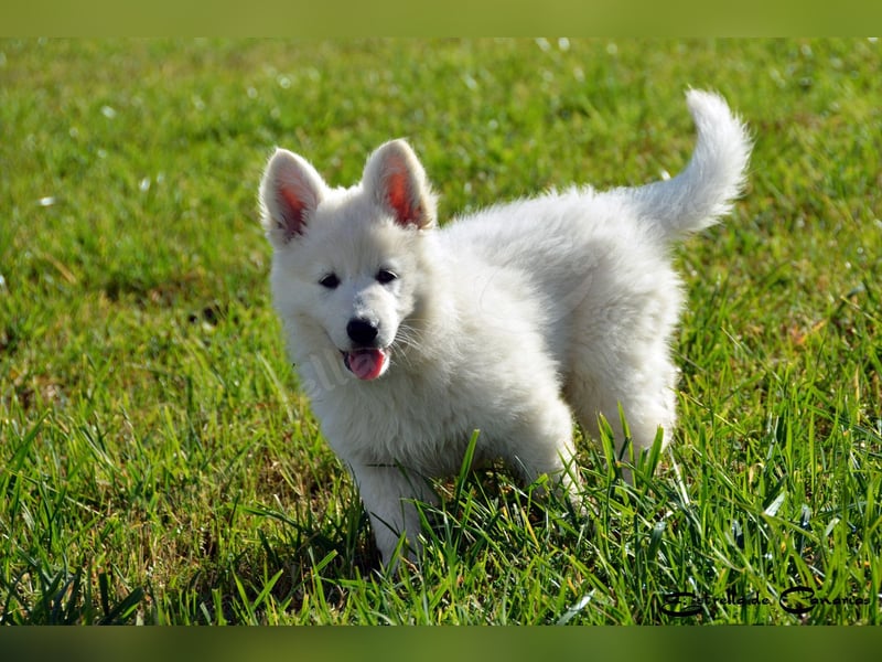 Weisser Schweizer Schäferhund Welpen (RWS/VDH/FCI)