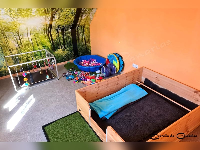 Weisser Schweizer Schäferhund Welpen (RWS/VDH/FCI)