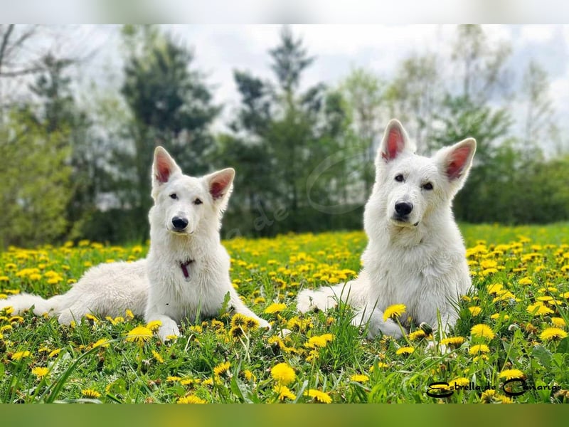 Weisser Schweizer Schäferhund Welpen (RWS/VDH/FCI)