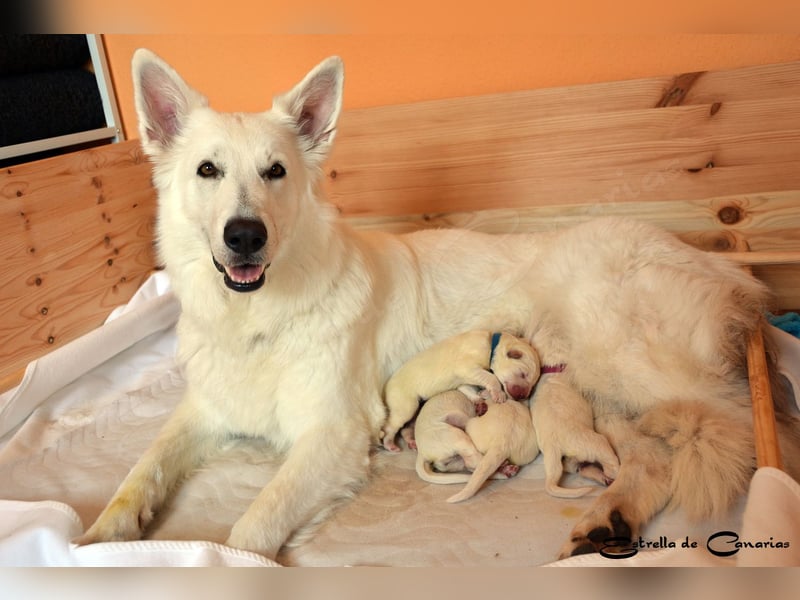 Weisser Schweizer Schäferhund Welpen (RWS/VDH/FCI)
