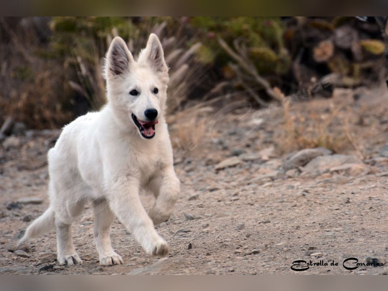 Weisser Schweizer Schäferhund Welpen (RWS/VDH/FCI)