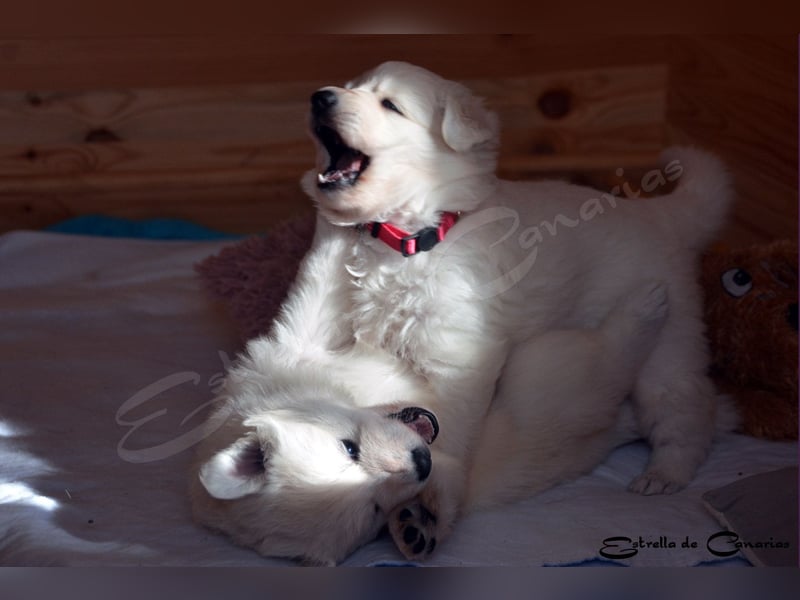 Weisser Schweizer Schäferhund Welpen (RWS/VDH/FCI)