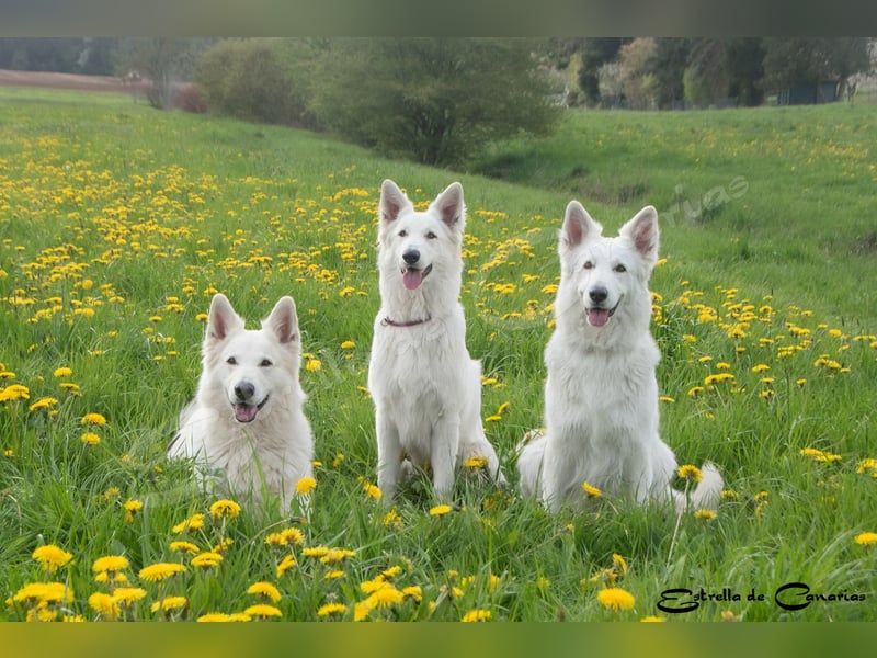 Weisser Schweizer Schäferhund Welpen (RWS/VDH/FCI)