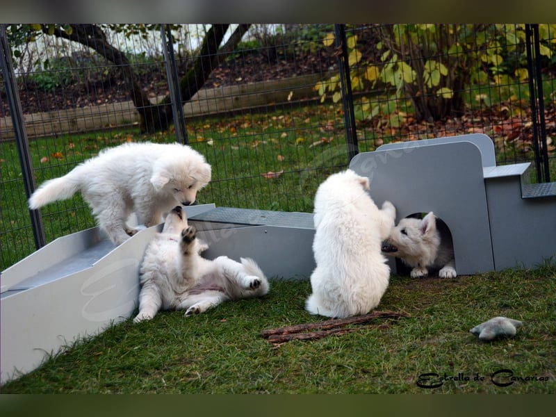 Weisser Schweizer Schäferhund Welpen (RWS/VDH/FCI)