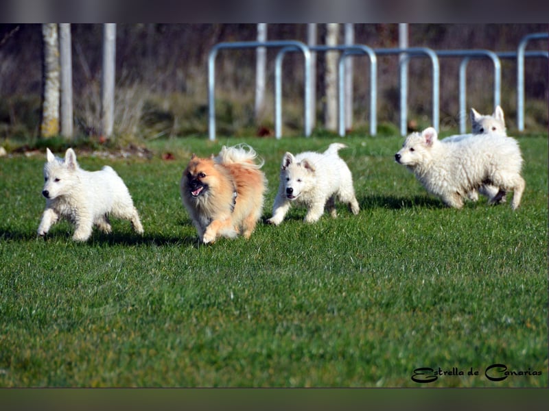 Weisser Schweizer Schäferhund Welpen (RWS/VDH/FCI)