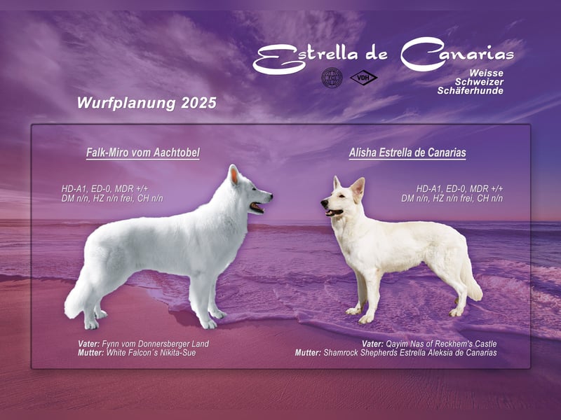 Weisser Schweizer Schäferhund Welpen (RWS/VDH/FCI)