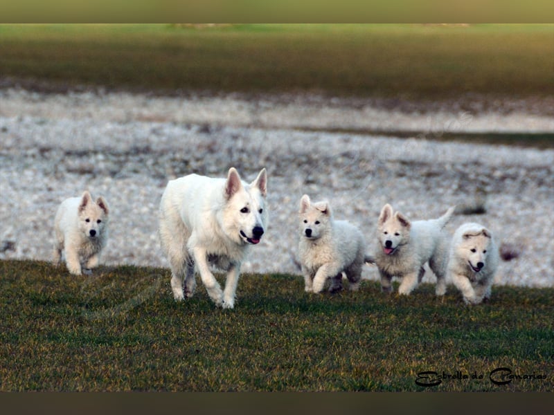 Weisser Schweizer Schäferhund Welpen (RWS/VDH/FCI)