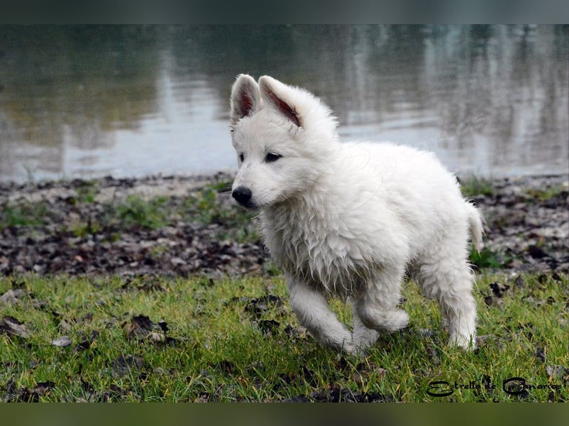 Weisser Schweizer Schäferhund Welpen (RWS/VDH/FCI)