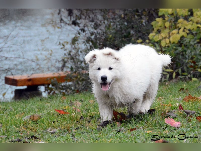 Weisser Schweizer Schäferhund Welpen (RWS/VDH/FCI)