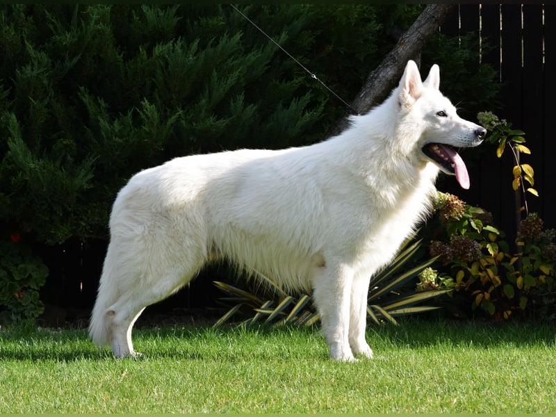 Weißer Schweizer Schäferhund -  Deckrüden  - with FCI pedigree