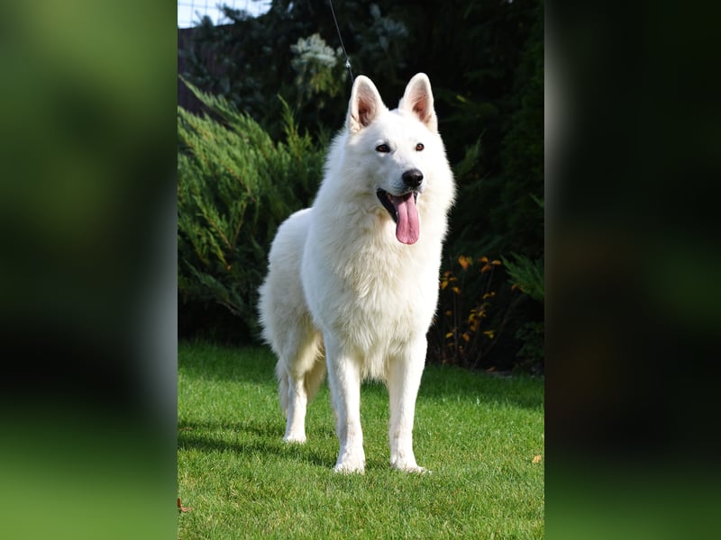 Weißer Schweizer Schäferhund -  Deckrüden  - with FCI pedigree