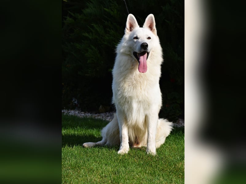 Weißer Schweizer Schäferhund -  Deckrüden  - with FCI pedigree