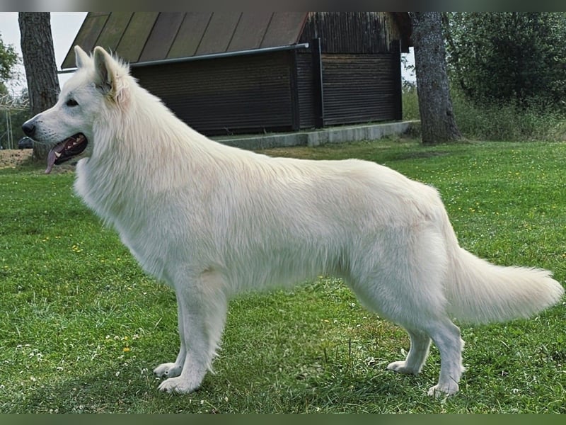 Weißer Schweizer Schäferhund - Deckrüden - with FCI pedigree