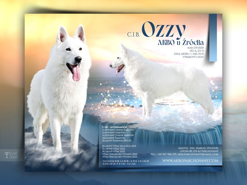 Weißer Schweizer Schäferhund -  Deckrüden  - with FCI pedigree