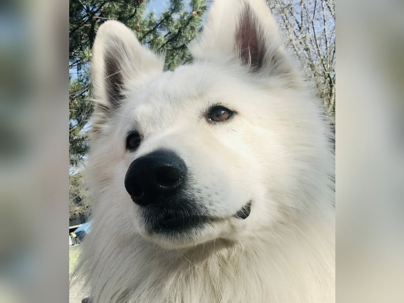 Wurrankündigung Weisse Schweizer Schäferhunde