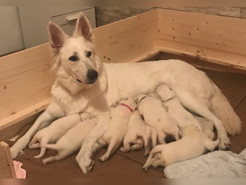 Wurrankündigung Weisse Schweizer Schäferhunde