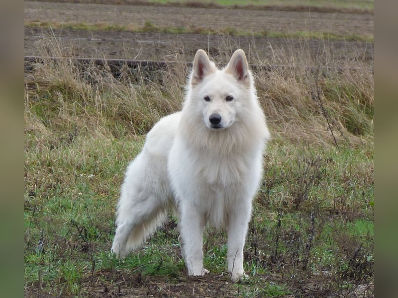 Wurrankündigung Weisse Schweizer Schäferhunde