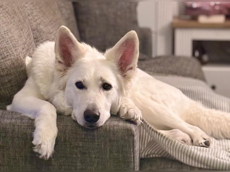Wurrankündigung Weisse Schweizer Schäferhunde